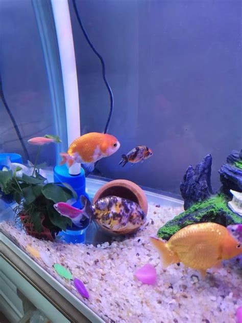 蘭壽金魚飼養方法|【蘭壽金魚飼養方法】新手必看！蘭壽金魚飼養方法全攻略